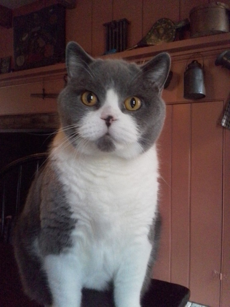 cat sitter stow ohio