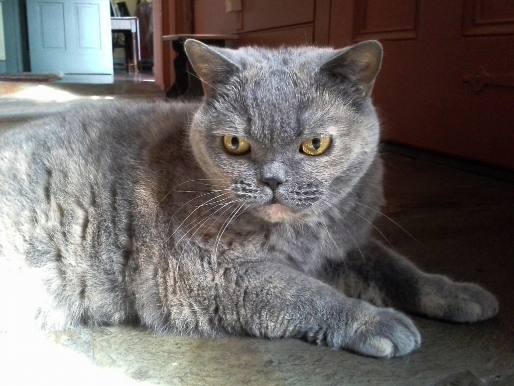 cat sitter stow