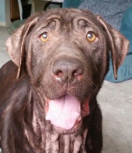 lab shar pei mix