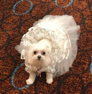 akron wedding pet care attendant