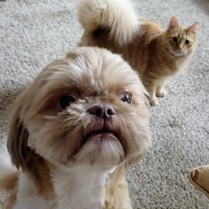 Tan Shih-Tzu dog and orange cat with fluffy tail