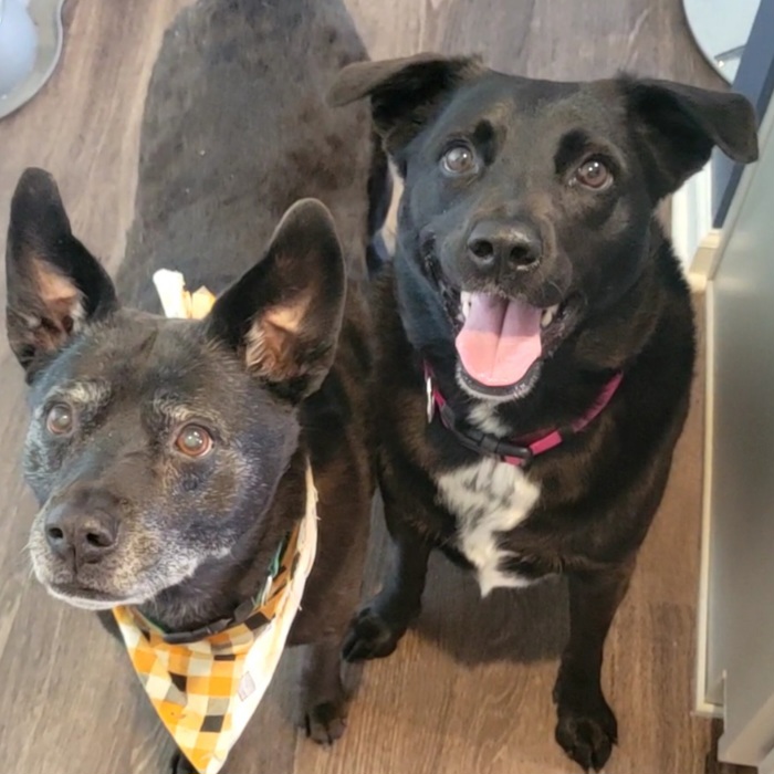 two black border collie mix dogs